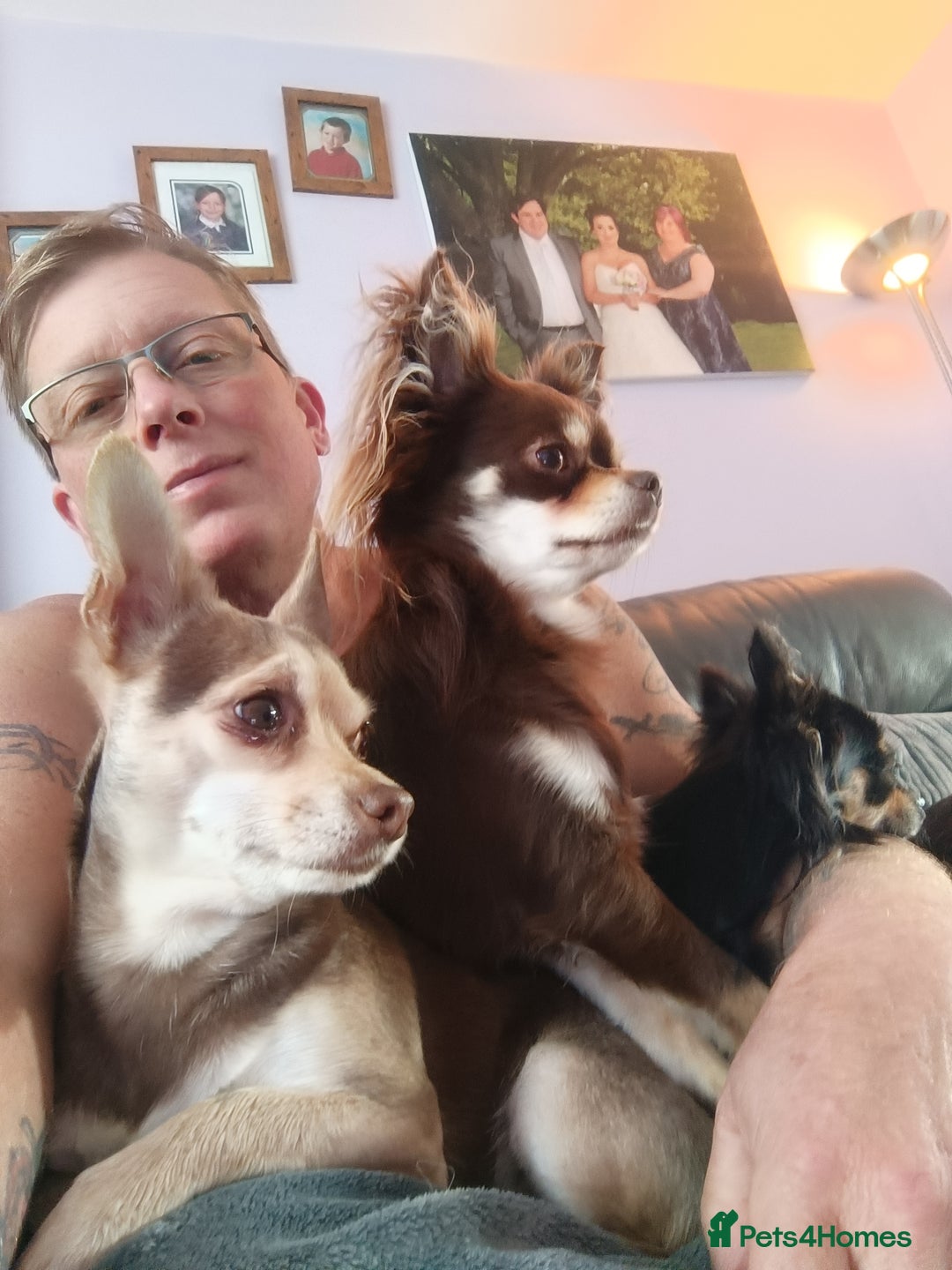 Chihuahua dogs for sale: Toto and Oz - Advert 11