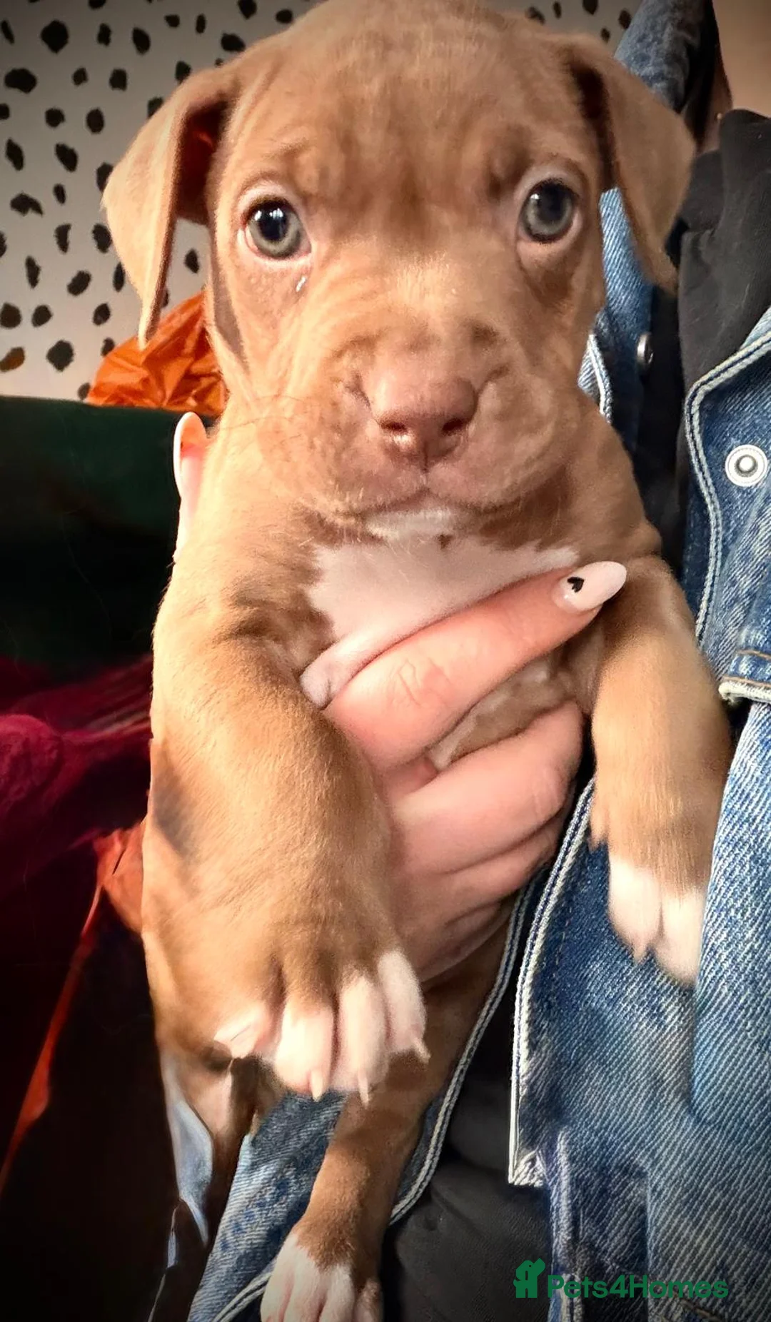 Mixed Breed dogs for sale: Presa canerio cross american bulldog cross - Advert 14