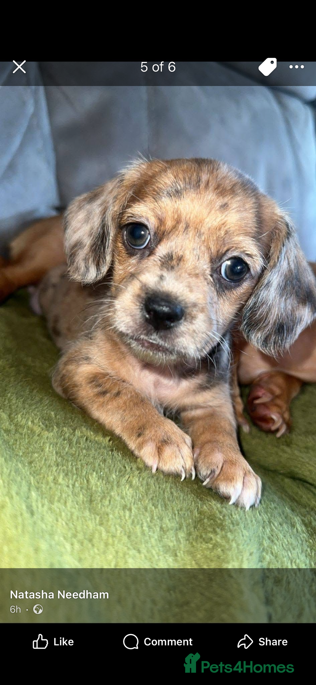 Mixed Breed dogs for sale: Schweenies - Advert 12