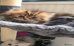 Persian cats for sale: Persian Kittens for Sale – Fluffy Bundles of Joy - Image 19