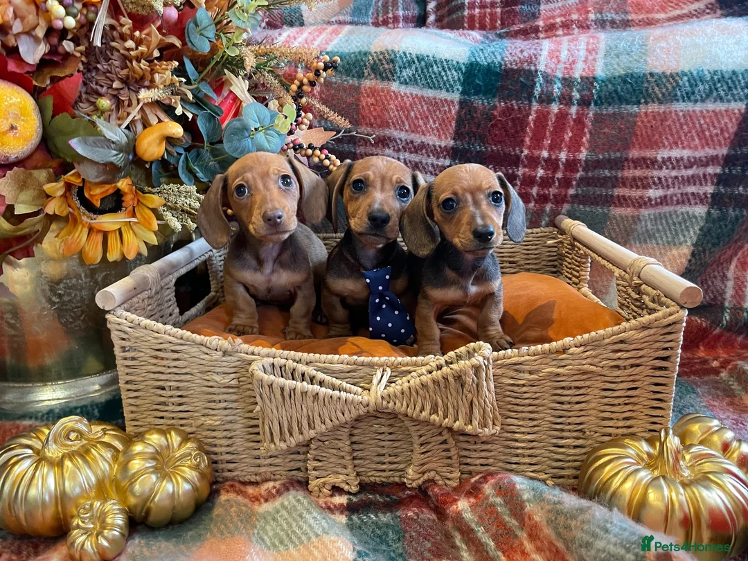 Miniature Dachshund dogs for sale: Red dachshund puppies  - Advert 2
