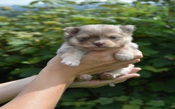 Pomsky dogs for sale: Merle Genuine Toy Size  Pomsky Puppies - Image 30