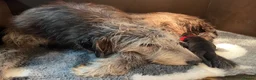 Irish Wolfhound dogs for sale: BEAUTIFUL FEMALE IWH PUPPY FOR SALE - Advert 10