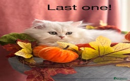 British Shorthair cats for sale: Now reserved - BLH girl  - Advert 3