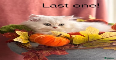 British Shorthair cats - Advert 15