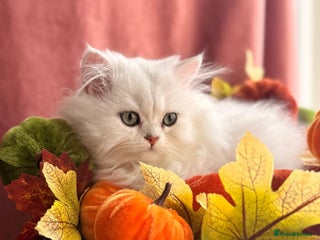 British Shorthair cats - Advert 3