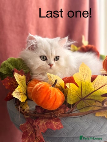 British Shorthair cats - Advert 12