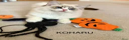 Ragdoll cats for sale: 100 % PURE RAGDOLL KITTENS FIFE REGISTRATION in West Drayton - Advert 1