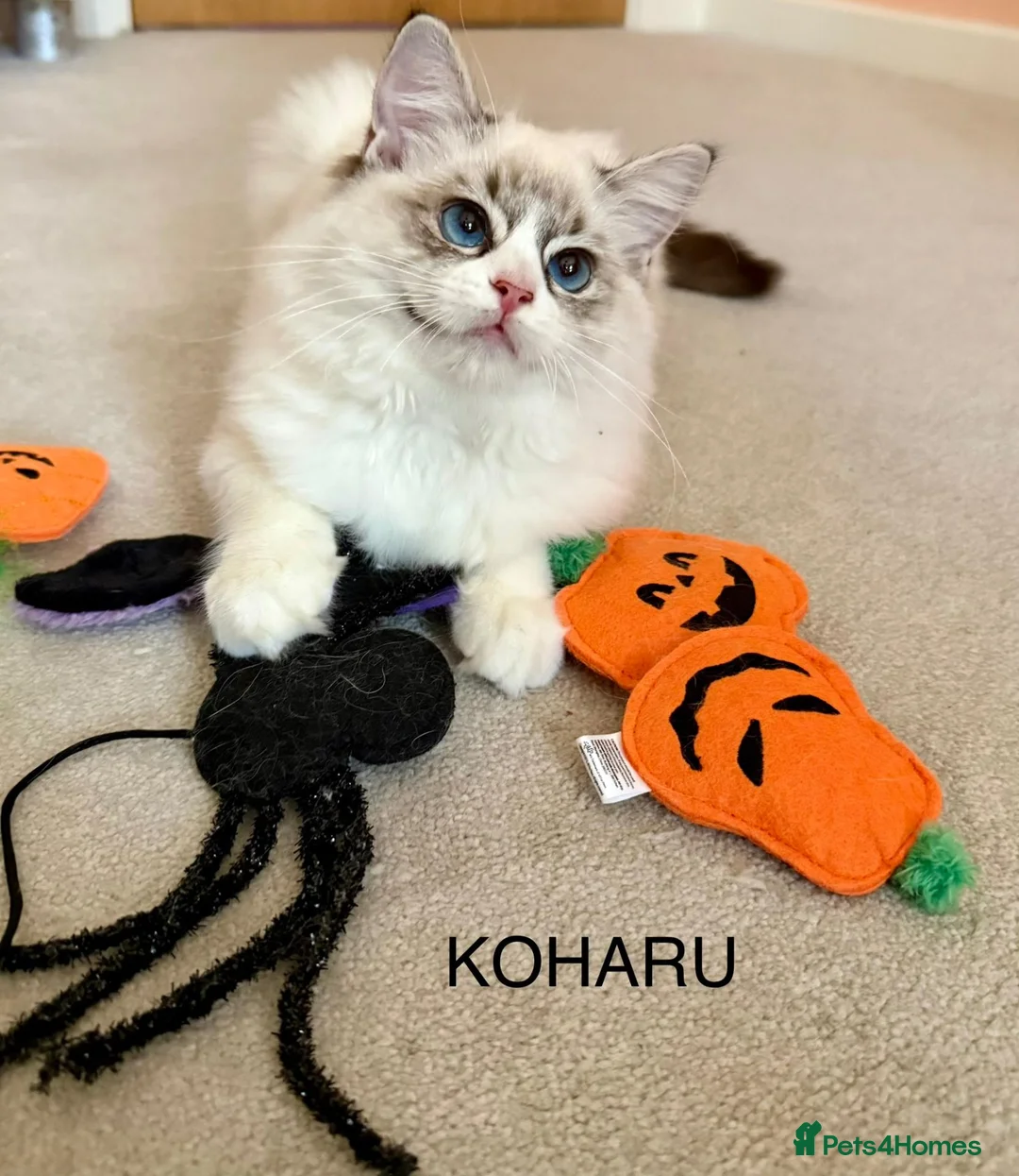 Ragdoll cats for sale: 100 % PURE RAGDOLL KITTENS FIFE REGISTRATION in West Drayton - Advert 1