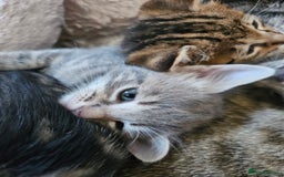Savannah cats for sale: Beautiful Savannah cross kittens for sale - Advert 5