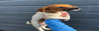 Jack Russell 9