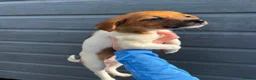 Jack Russell dogs for sale: Ready to leave  - Advert 4