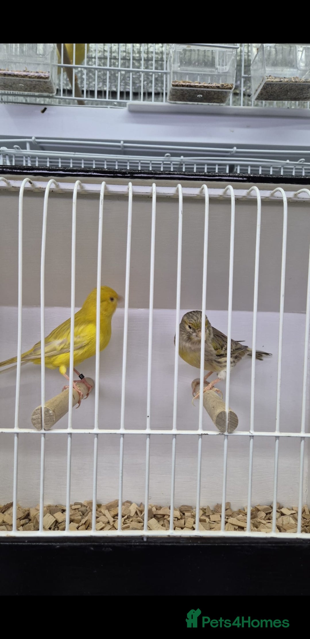 Canaries birds for sale: Canaries for sale - Advert 31