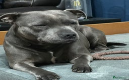 Staffordshire Bull Terrier dogs for sale: KC Registered Mr T & Luminastaffs Puppies - Image 27