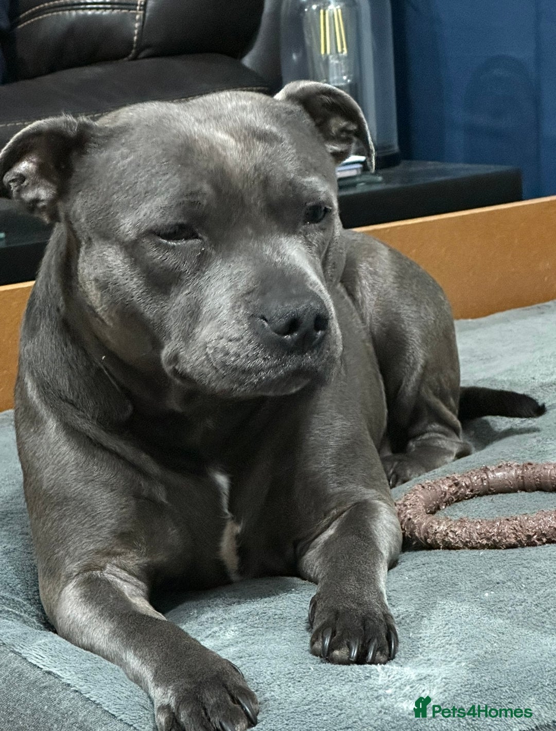 Staffordshire Bull Terrier dogs for sale: KC Registered Mr T & Luminastaffs Puppies - Image 27