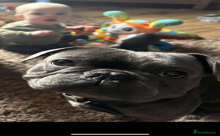 French Bulldog dogs French Bulldog called Baloo - Advert 2