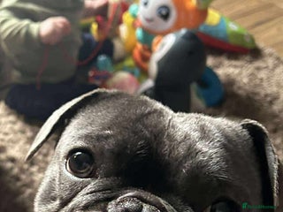 French Bulldog dogs French Bulldog called Baloo - Advert 2