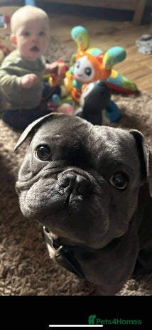 French Bulldog dogs French Bulldog called Baloo - Advert 1