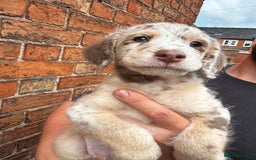 Labradoodle dogs for sale: One beautiful F1B Labradoodle puppy left!  - Image 7