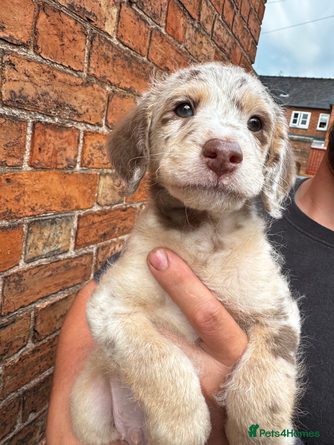 Labradoodle dogs for sale: One beautiful F1B Labradoodle puppy left!  - Image 7