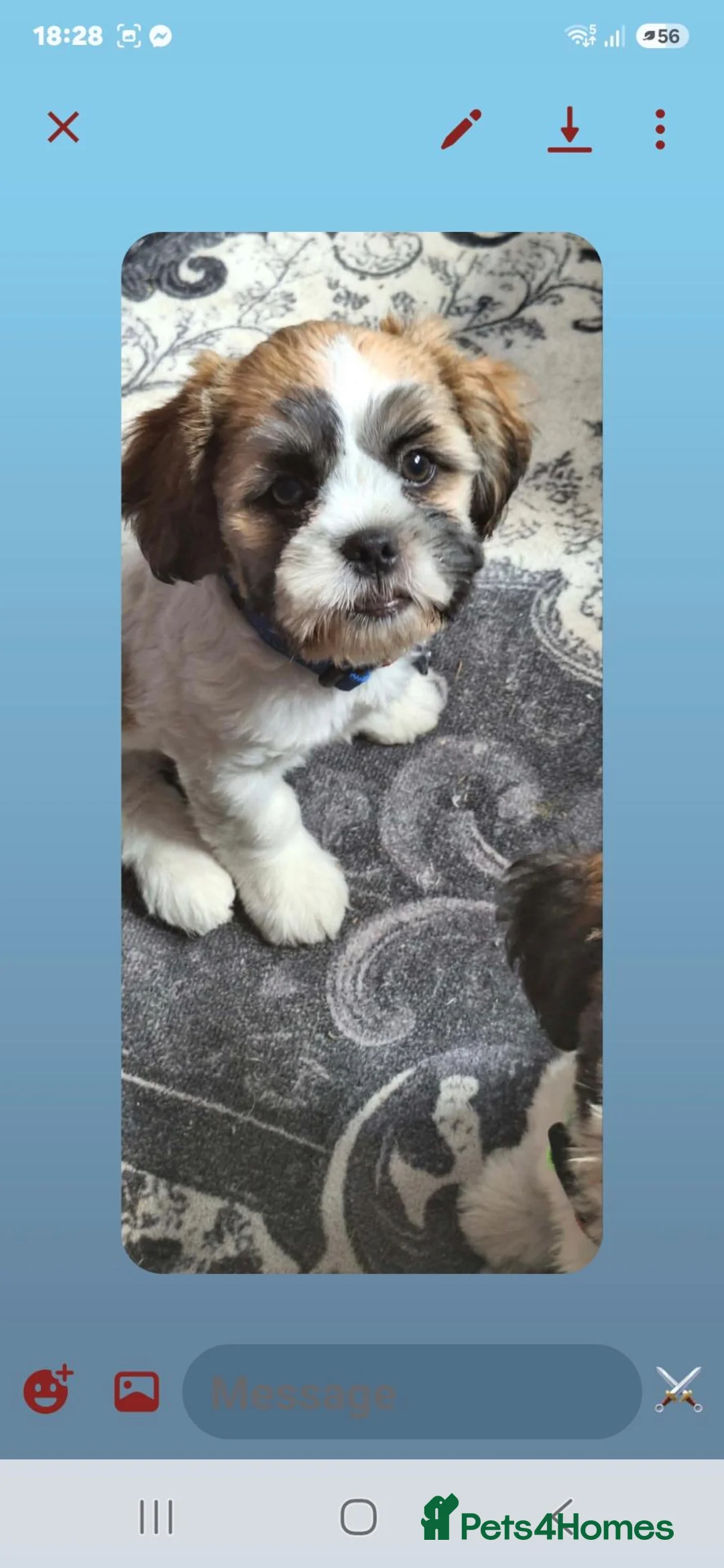 Shih Tzu dogs for sale: 2 x shih tzu boys  - Advert 8