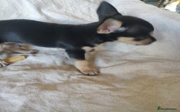 Chihuahua dogs for sale: Adorable Loving hand reared ready now Chihuahuas - Image 20