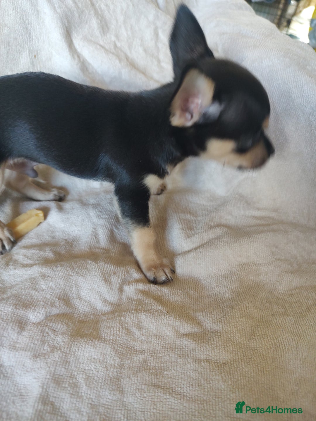 Chihuahua dogs for sale: Adorable Loving hand reared ready now Chihuahuas - Image 20