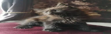 Maine Coon Kitten 4