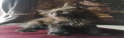 Maine Coon cats for sale: TICA reg HEALTH CHECKED Maine Coons - Advert 28