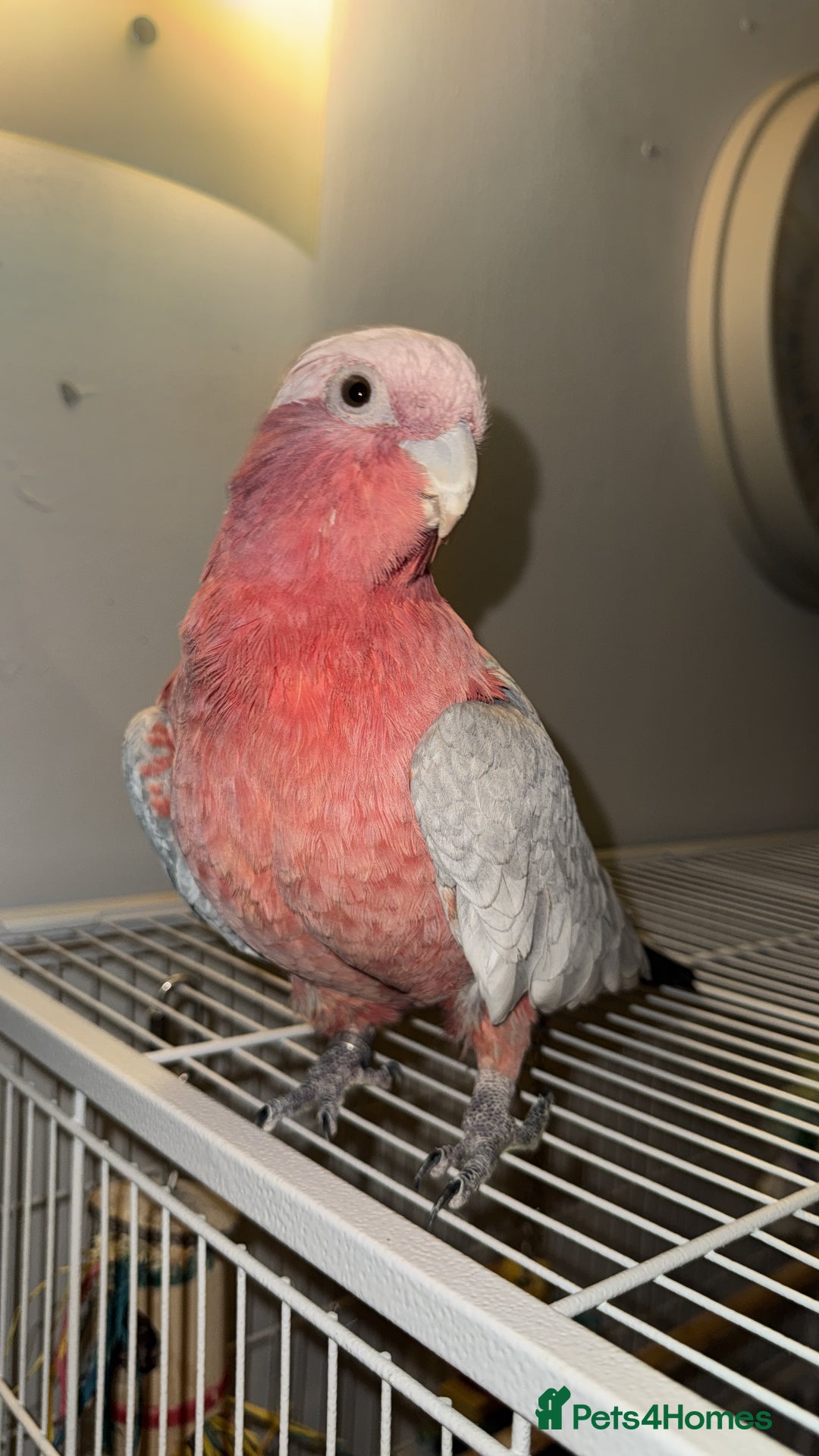 Cockatoo birds for sale: Galah Cockatoo  - Advert 2