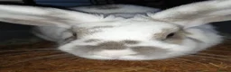 Mixed Breed rabbits for sale: Four female rabbits - Advert 6