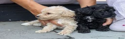 Mini Goldendoodle dogs for sale: Mini Goldendoodle boy - Advert 10
