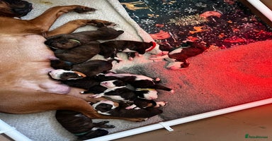 Boxer dogs Pure Boxer Puppies  - Advert 2