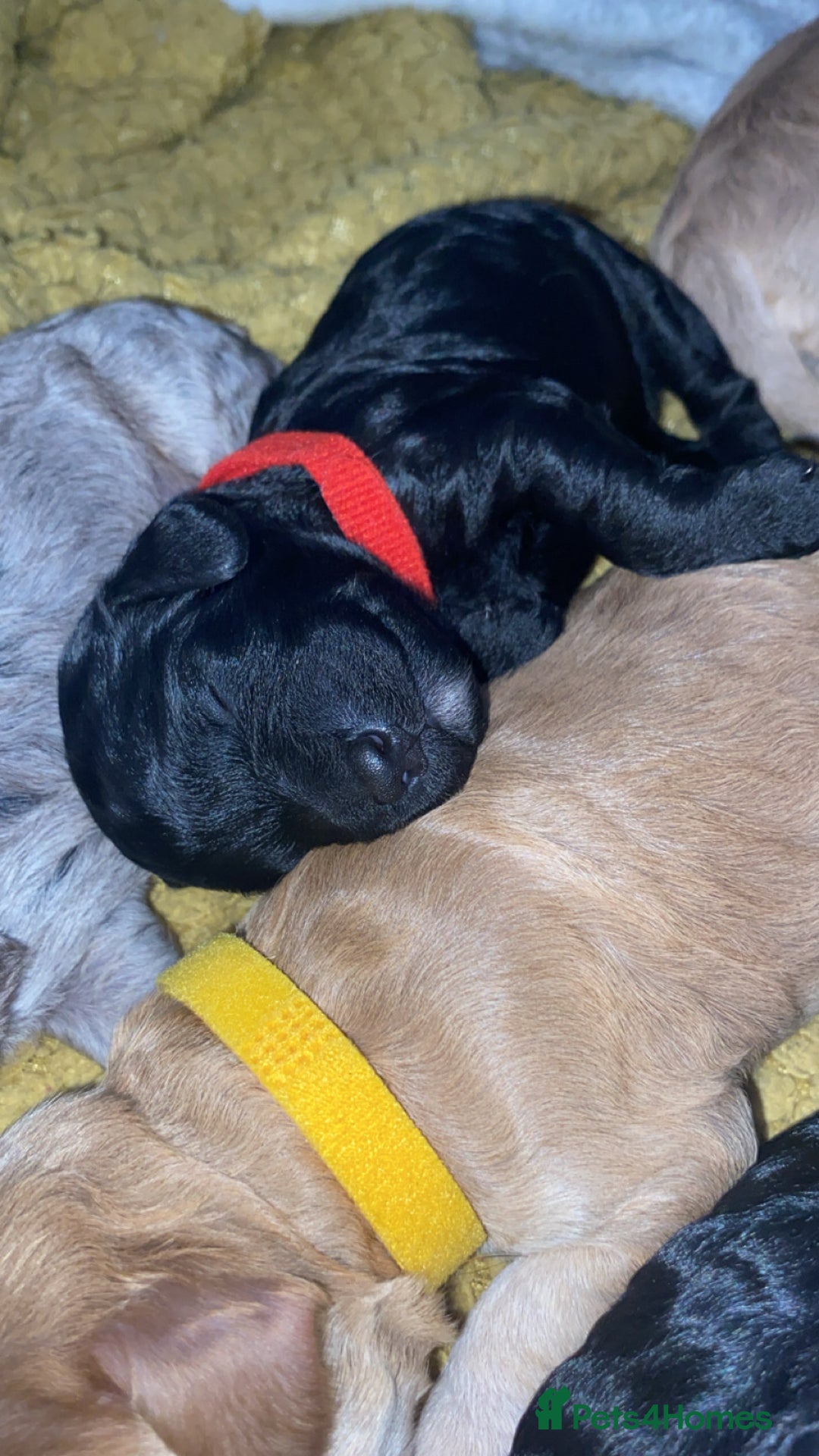 Cockapoo dogs for sale: Stunning Cockapoos - Image 11