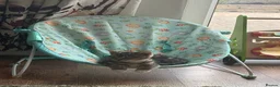 Mixed Breed cats for sale: playful kittens - Advert 3