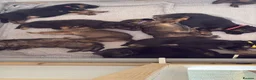 German Shepherd dogs for sale: 🐾 Beautiful kc German shepherd puppies🐾 - Advert 18
