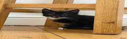 Mixed Breed cats for sale: 1 Boy and 1 Girl in Burnley - Advert 2