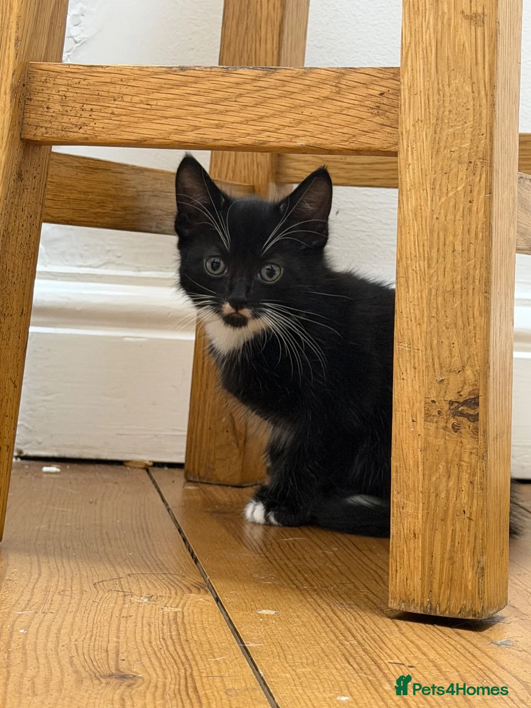 Mixed Breed cats for sale: 1 Boy and 1 Girl in Burnley - Advert 2