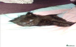 Persian cats for sale: 6 Purebred Persian Kittens. 3 Blue & 3 Black. - Image 2