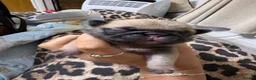 Pug dogs for sale: 9 pedigree pug puppies  in Camborne - Advert 2