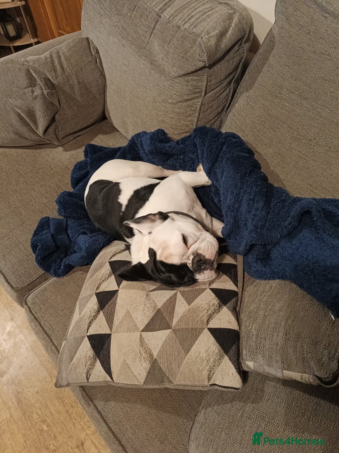 French Bulldog dogs for sale: French bulldog for sale - Image 4