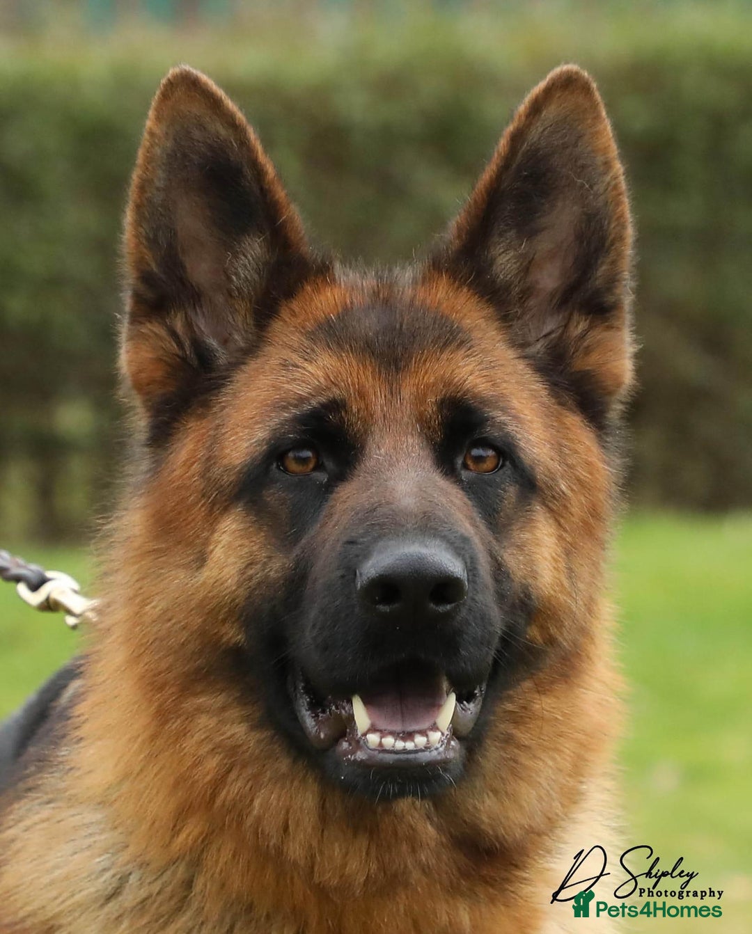 German Shepherd dogs for sale: Litter of puppies with a World Class Pedigree  - Advert 2