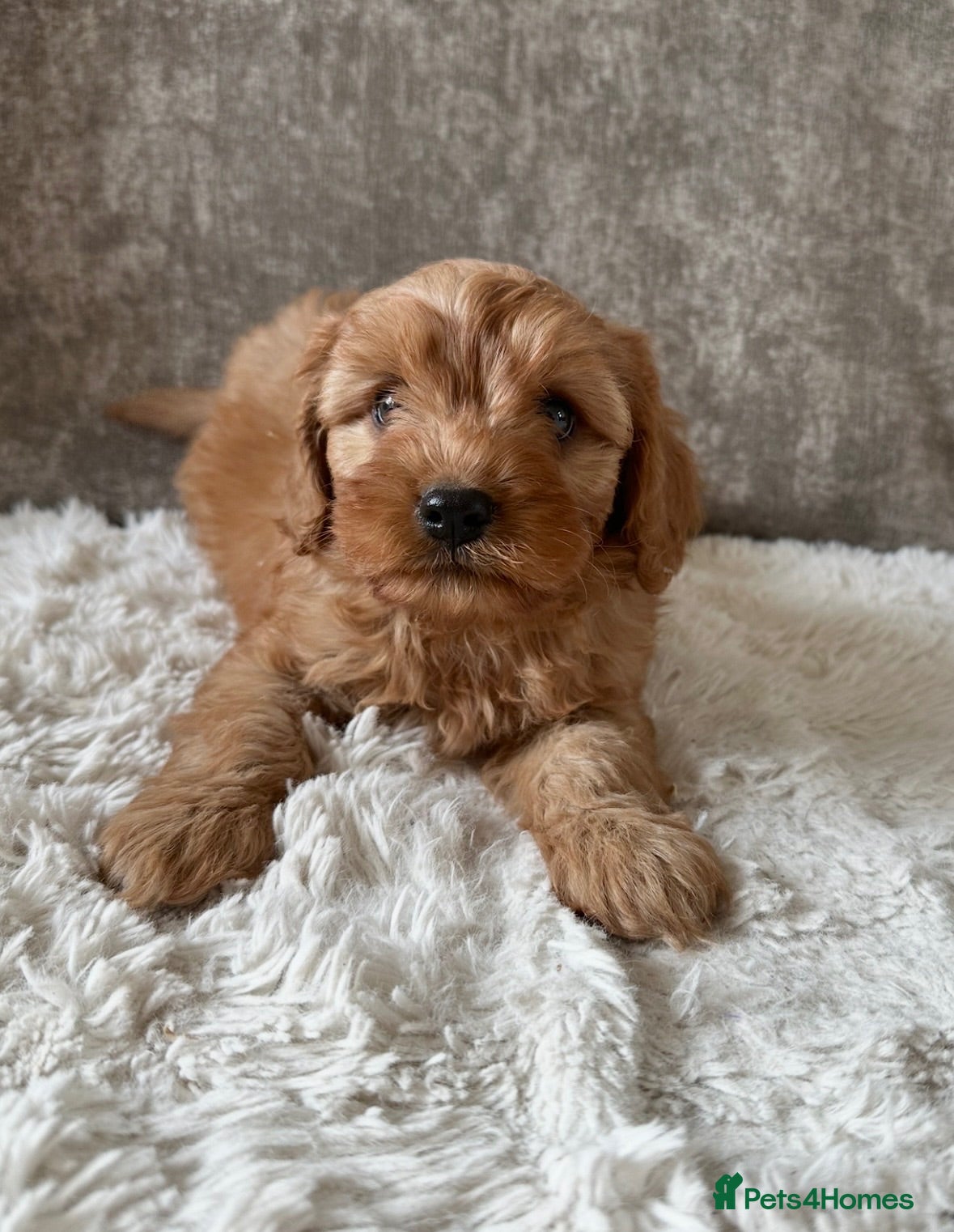 Cavapoo dogs Adorable red Cavapoos  - Advert 14