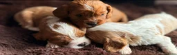 Cavalier King Charles Spaniel dogs for sale: Stunning Cavalier King Charles Spaniel Pups - Advert 7