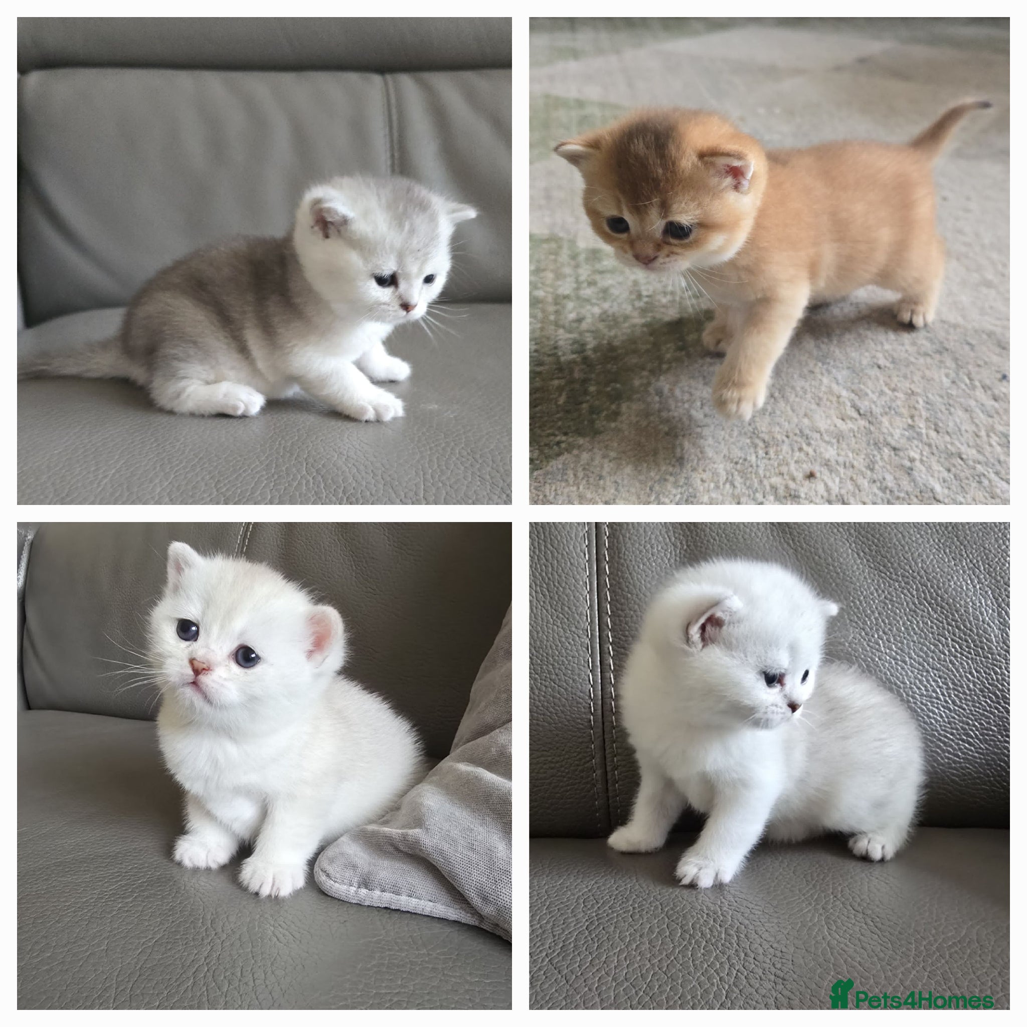British Shorthair cats Beautiful Uniquely British Shorthair Kittens 🐾 - Advert 1