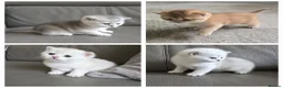 British Shorthair cats for sale: Beautiful Uniquely British Shorthair Kittens 🐾 - Advert 1