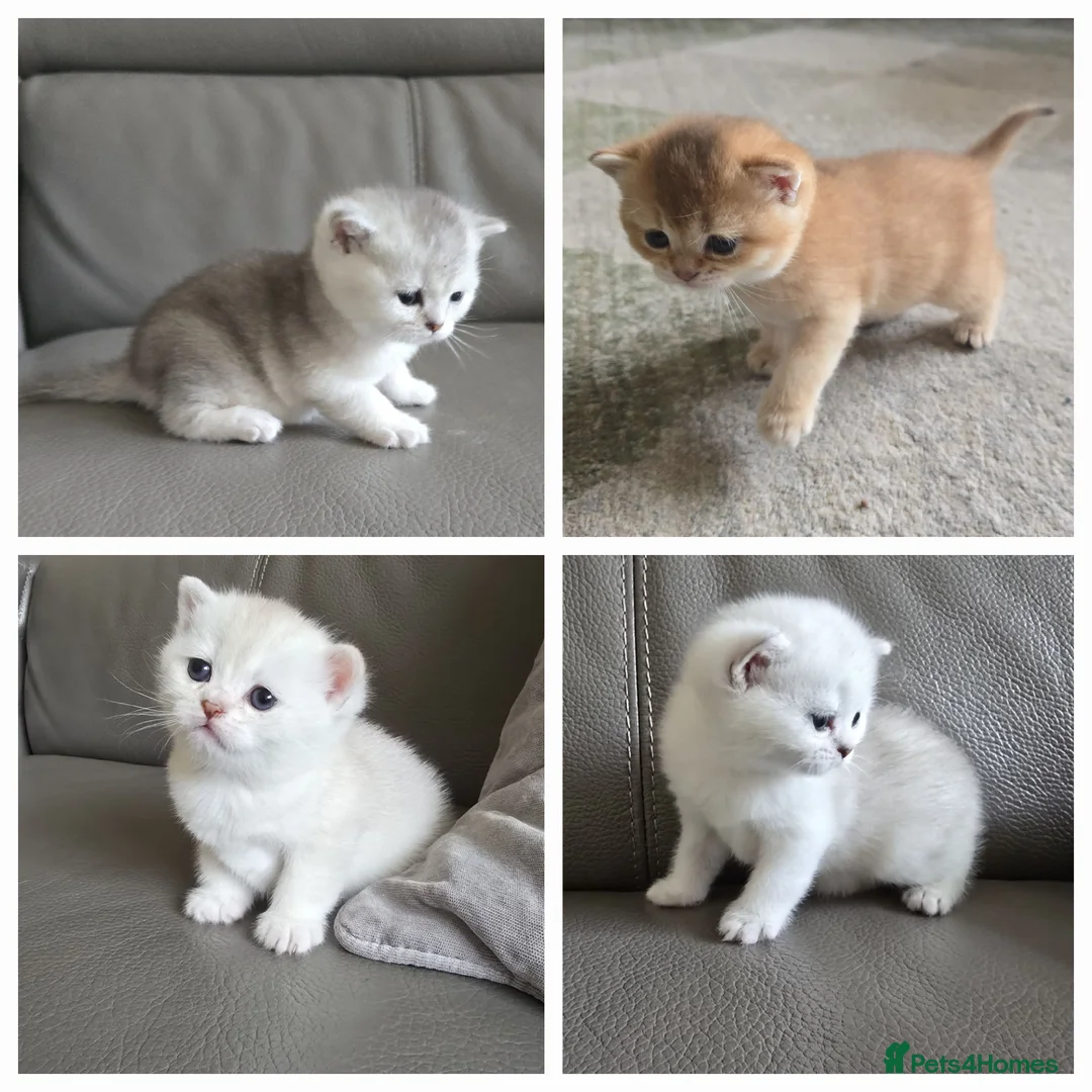 British Shorthair cats for sale: Beautiful Uniquely British Shorthair Kittens 🐾 - Advert 1