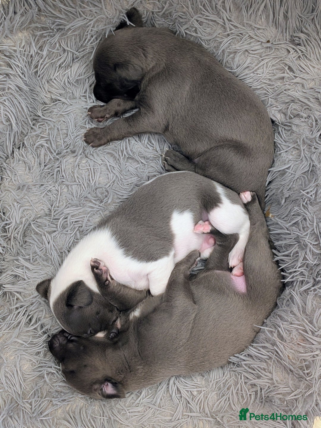 Whippet dogs for sale: Litter of 3 beautiful KC Whippets, Sheffield  - Advert 9