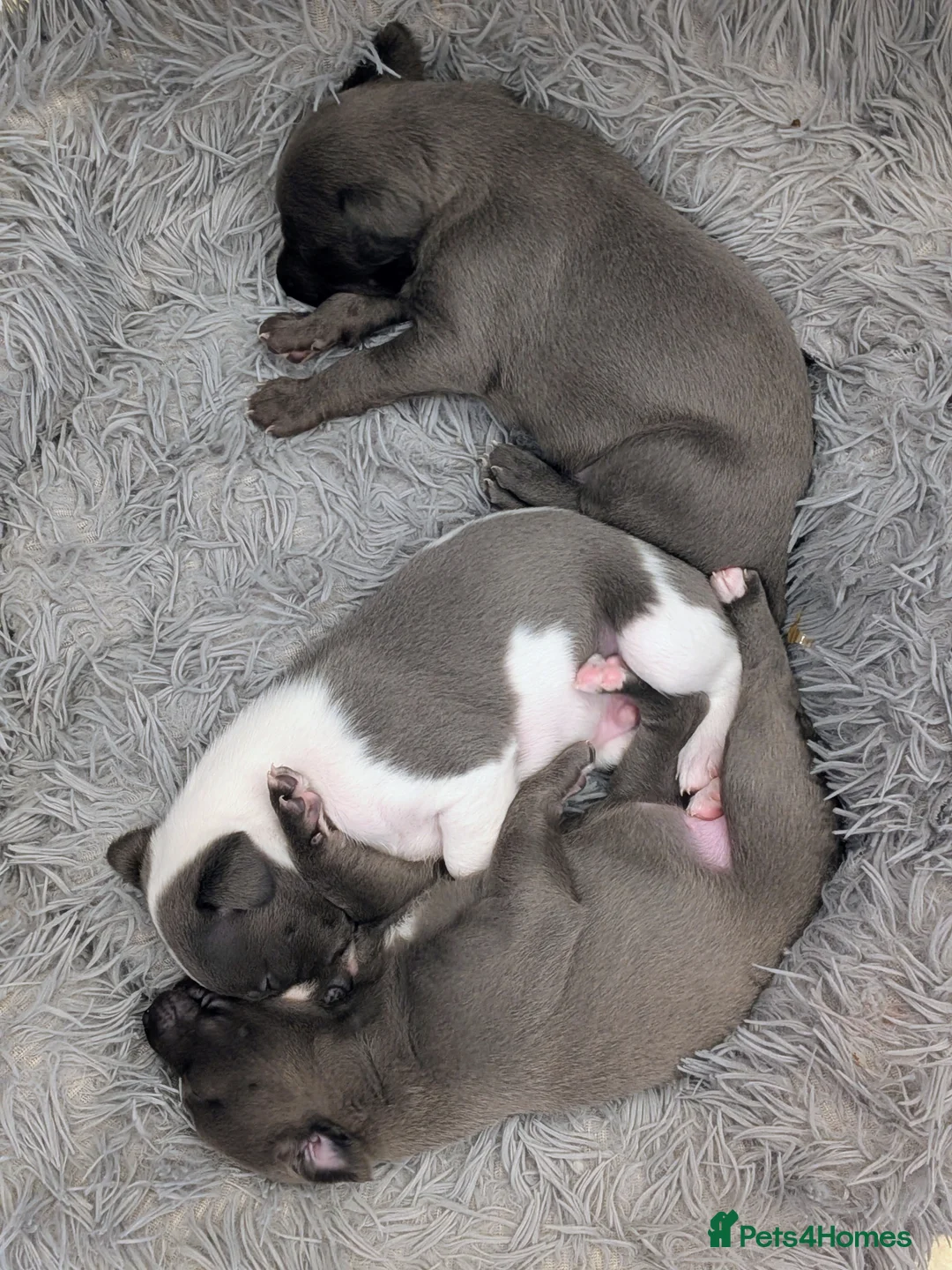 Whippet dogs for sale: Litter of 3 beautiful KC Whippets, Sheffield  - Advert 9