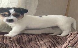 Jack Russell dogs for sale: Jack Russell 2 girls 1 boy - Advert 10